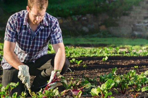 Healthy green lawn care in Sipson with neat edging and fresh growth