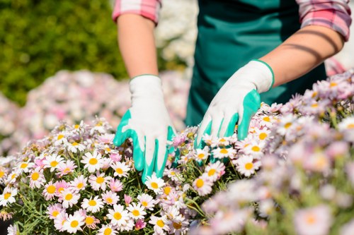 Local gardeners beginning a thoughtful garden care service in Sipson